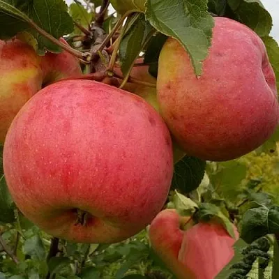 Яблоня БОЛОТОВСКОЕ в Красноярске