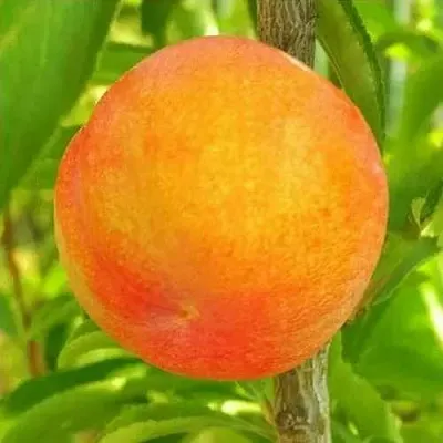 Шарафуга БЕЛЛА ГОЛД  Шарафуга БЕЛЛА ГОЛД в Красноярске