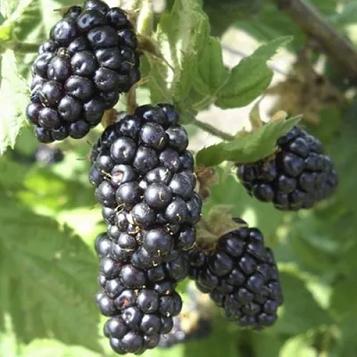 Ежемалина МАРИОН  Ежемалина МАРИОН в Красноярске