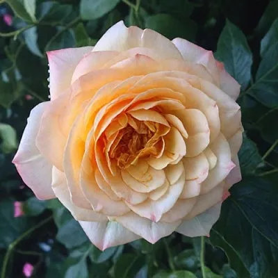 Саженцы роз АБЕЙ ДЕ СЕНТ-АМАН шраб  Саженцы роз АБЕЙ ДЕ СЕНТ-АМАН шраб в Красноярске