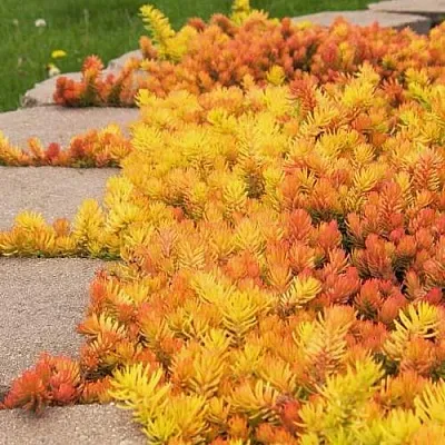 Очиток (седум) АНГЕЛИНА оттогнутый  Очиток (седум) АНГЕЛИНА оттогнутый в Красноярске