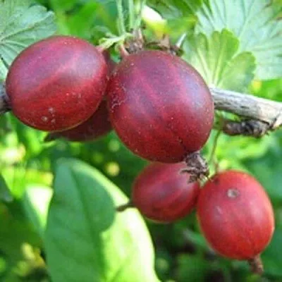 Крыжовник ЩЕДРЫЙ  Крыжовник ЩЕДРЫЙ в Красноярске