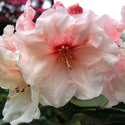 Рододендрон ХАНЯ	 в Красноярске