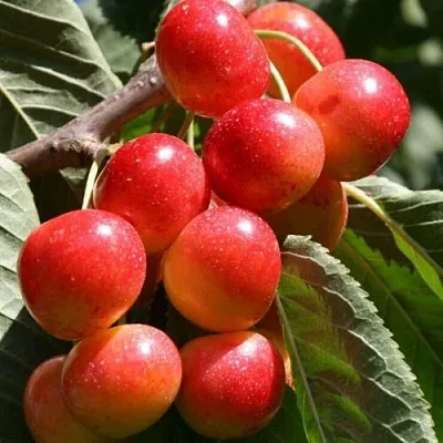 Черешня ГАСТИНЕЦ  Черешня ГАСТИНЕЦ в Красноярске