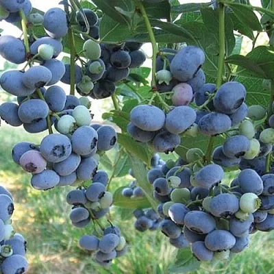 Голубика ЛИБЕРТИ  Голубика ЛИБЕРТИ в Красноярске