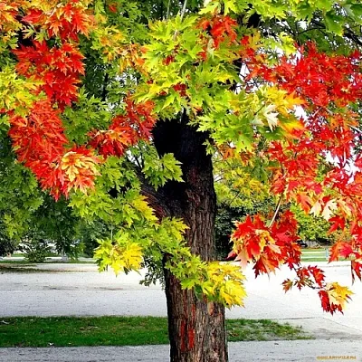 Клен  Клен в Красноярске