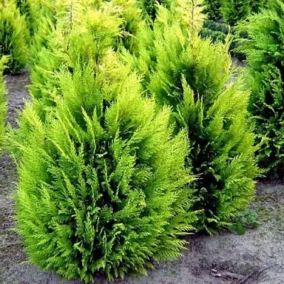 Кипарисовик ИВОНЕ лавсана  Кипарисовик ИВОНЕ лавсана в Красноярске