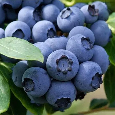 Голубика СПАРТАН  Голубика СПАРТАН в Красноярске