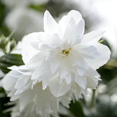 Жасмин МИНЕСОТА СНОУФЛЕЙК  Жасмин МИНЕСОТА СНОУФЛЕЙК в Красноярске