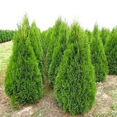 Туя СМАРАГД западная  Туя СМАРАГД западная в Красноярске