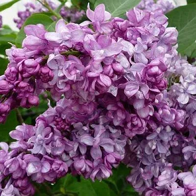 Сирень ГЕНЕРАЛ ПЕРШИНГ  Сирень ГЕНЕРАЛ ПЕРШИНГ в Красноярске