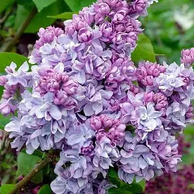 Сирень КАТЕРИНА ХАВЕМЕЙЕР  Сирень КАТЕРИНА ХАВЕМЕЙЕР в Красноярске