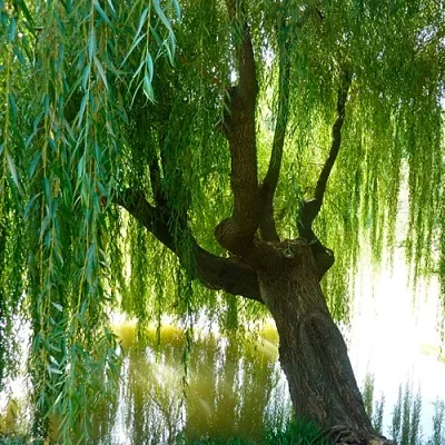 Ива  Ива в Красноярске