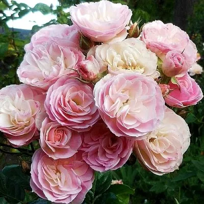 Саженцы роз БУКЕТ ПАРФЕ мускусная  Саженцы роз БУКЕТ ПАРФЕ мускусная в Красноярске