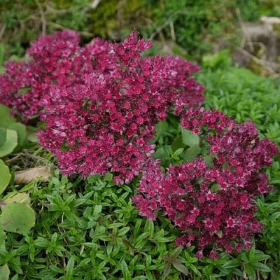 Очиток (седум) РУБИ ГЛОУ скальный  Очиток (седум) РУБИ ГЛОУ скальный в Красноярске