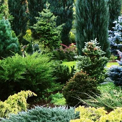 Хвойные растения  Хвойные растения в Красноярске