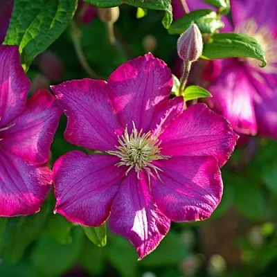 Клематис КАРМЕНСИТА  Клематис КАРМЕНСИТА в Красноярске