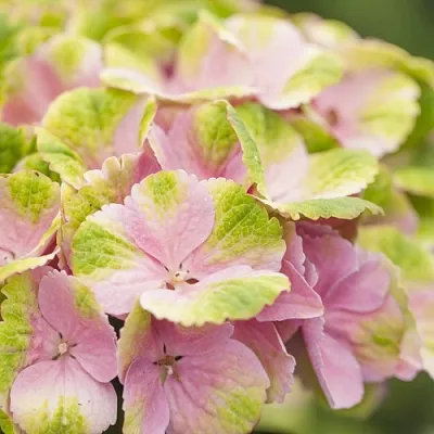 Гортензия МЭДЖИКАЛ КРИСТАЛЛ крупнолистная  Гортензия МЭДЖИКАЛ КРИСТАЛЛ крупнолистная в Красноярске