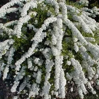 Спирея АРГУТА  Спирея АРГУТА в Красноярске