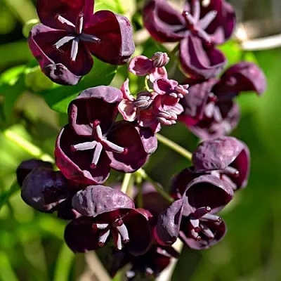 Акебия ПЯТЁРНАЯ   Акебия ПЯТЁРНАЯ  в Красноярске