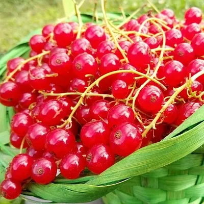 Красная в Красноярске