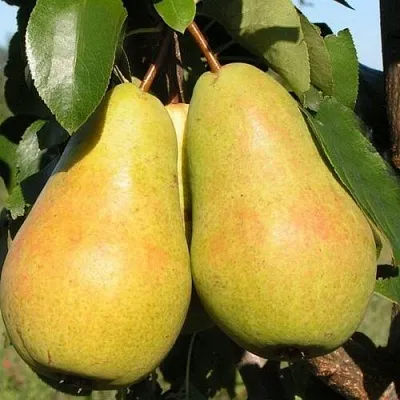 Груша ЧИЖОВСКАЯ  Груша ЧИЖОВСКАЯ в Красноярске