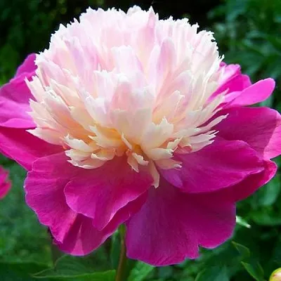 Пион ГЕЙ ПАРИ травянистый  Пион ГЕЙ ПАРИ травянистый в Красноярске