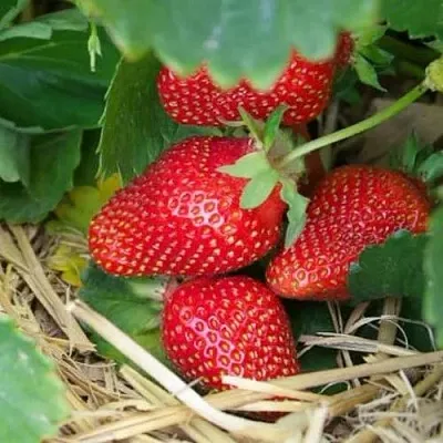 Клубника МОНТЕРЕЙ ремонтантная  Клубника МОНТЕРЕЙ ремонтантная в Красноярске