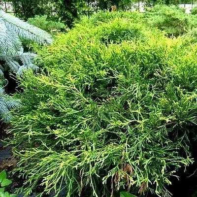 Кипарисовик ФИЛИФЕРА АУРЕА ВАРИЕГАТТА горохоплодный  Кипарисовик ФИЛИФЕРА АУРЕА ВАРИЕГАТТА горохоплодный в Красноярске