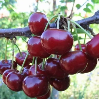 Вишня НОРД СТАР в Красноярске