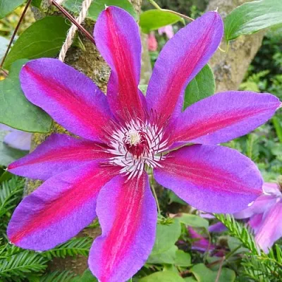 Клематис АКАИШИ  Клематис АКАИШИ в Красноярске