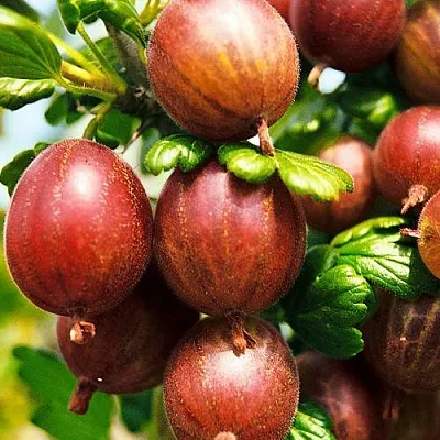 Крыжовник ШЕРШНЕВСКИЙ  Крыжовник ШЕРШНЕВСКИЙ в Красноярске