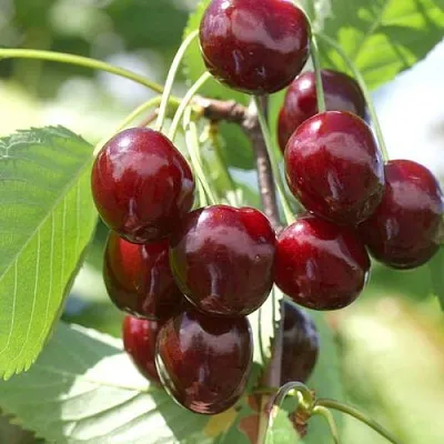 Черешня ОВСТУЖЕНКА  Черешня ОВСТУЖЕНКА в Красноярске