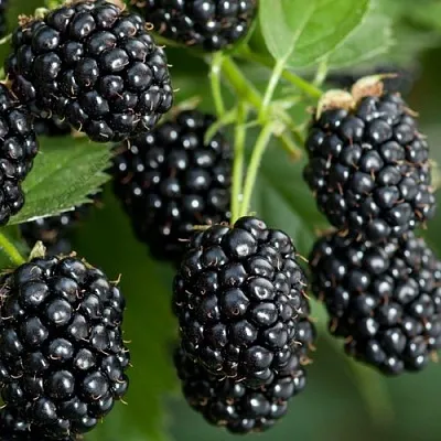 Ежевика ЧЕРНАЯ МАГИЯ ремонтантная  Ежевика ЧЕРНАЯ МАГИЯ ремонтантная в Красноярске