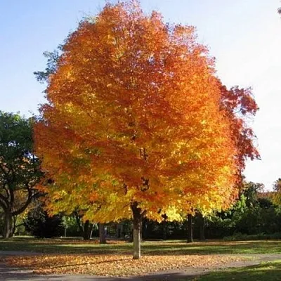 Клен серебристый  Клен серебристый в Красноярске