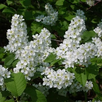 Черемуха ПАМЯТИ САЛАМАТОВА  Черемуха ПАМЯТИ САЛАМАТОВА в Красноярске