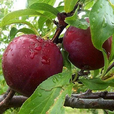 Слива КЛЕОПАТРА  Слива КЛЕОПАТРА в Красноярске