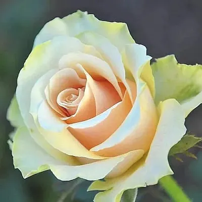 Саженцы роз ТАЛЕЯ чайно-гибридная  Саженцы роз ТАЛЕЯ чайно-гибридная в Красноярске