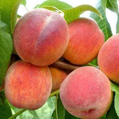 Персик ФЛЕМИНГ ФЬЮРИ  Персик ФЛЕМИНГ ФЬЮРИ в Красноярске