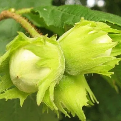 Фундук КАТАЛОНСКИЙ  Фундук КАТАЛОНСКИЙ в Красноярске