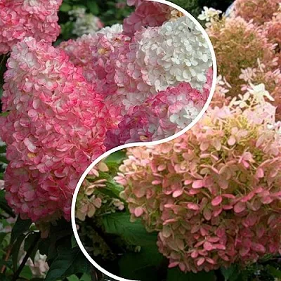 Комплект МАЛИНОВЫЙ ЗАКАТ в Красноярске