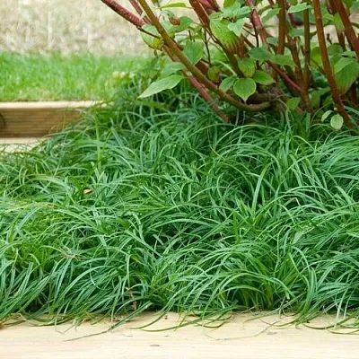 Осока БИТЛЗ  Осока БИТЛЗ в Красноярске