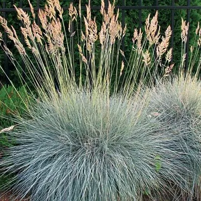 Овсянница ЭЛАЙДЖА БЛЮ  Овсянница ЭЛАЙДЖА БЛЮ в Красноярске