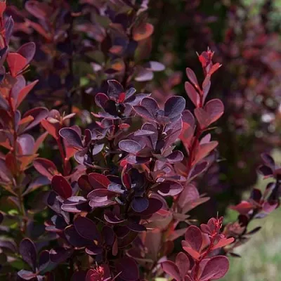 Барбарис ХЕЛМОНД ПИЛЛАР тунберга  Барбарис ХЕЛМОНД ПИЛЛАР тунберга в Красноярске