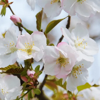 Вишня ОКАМЕ  Вишня ОКАМЕ в Красноярске