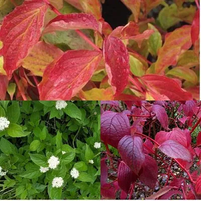 Комплект СЕВЕРНОЕ СИЯНИЕ в Красноярске