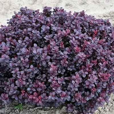 Барбарис КОНКОРД тунберга  Барбарис КОНКОРД тунберга в Красноярске