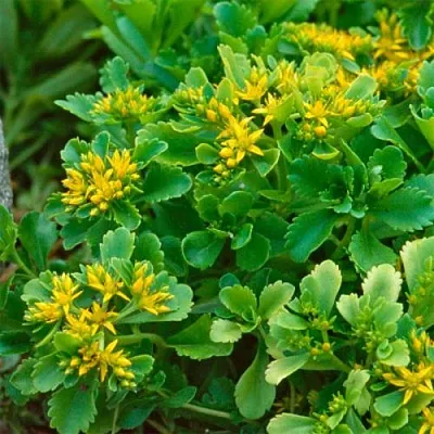 Очиток (седум) ИММЕРГРУН камчатский  Очиток (седум) ИММЕРГРУН камчатский в Красноярске