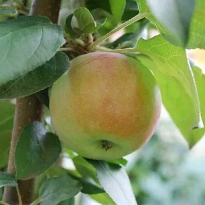 Яблоня ПОДСНЕЖНИК стелющаяся в Красноярске