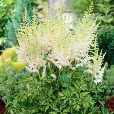 Астильба МИЛК ЭНД ХАНИ китайская  Астильба МИЛК ЭНД ХАНИ китайская в Красноярске